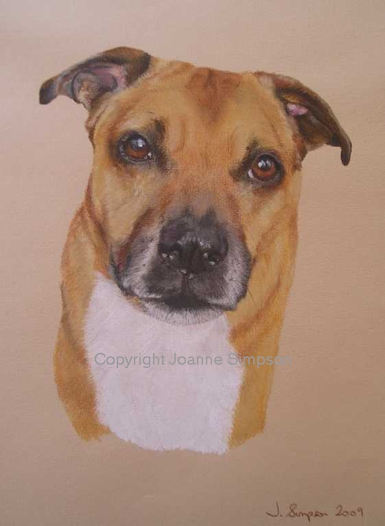 Pittbull cross pet portrait by Joanne Simpson